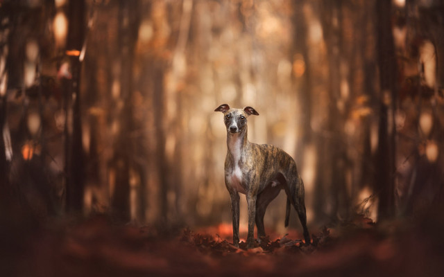 Deer forest light shining blurry free wallpaper - medium preview image