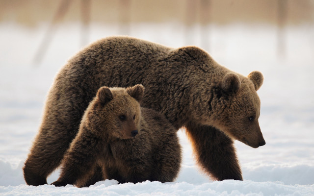 Mother bear cub snow trees free wallpaper - medium preview image