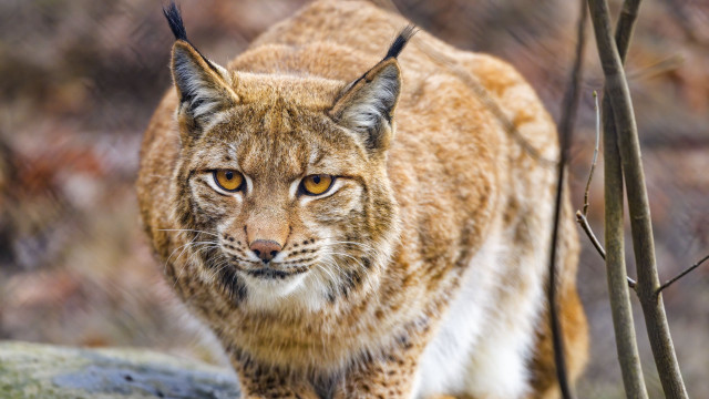 Lynx rock woods blurry background free wallpaper - medium preview image