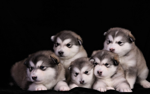 Puppy group black background incoherent free wallpaper - medium preview image