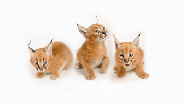 Three kittens white background blue free wallpaper for desktop - medium preview image