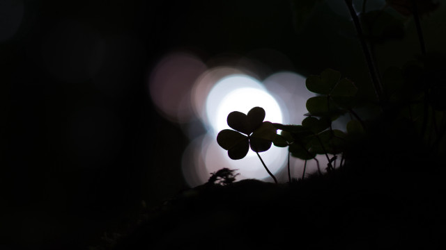 Heartleaf dark light macro bokeh free wallpaper - medium preview image