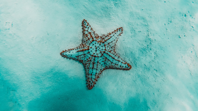 Starfish ice water blue brown free wallpaper - medium preview image