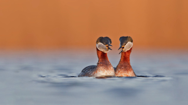 Two birds swimming water open free wallpaper - medium preview image