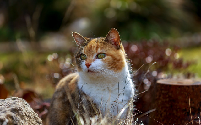 Cat grass stump neoplasticism animal free wallpaper - medium preview image