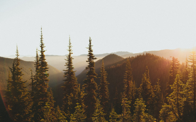 Forest mountains sunbeam trees naturalism free wallpaper - medium preview image