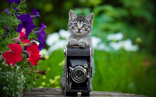 Kitten camera flowers bokeh nature free wallpaper - medium preview image