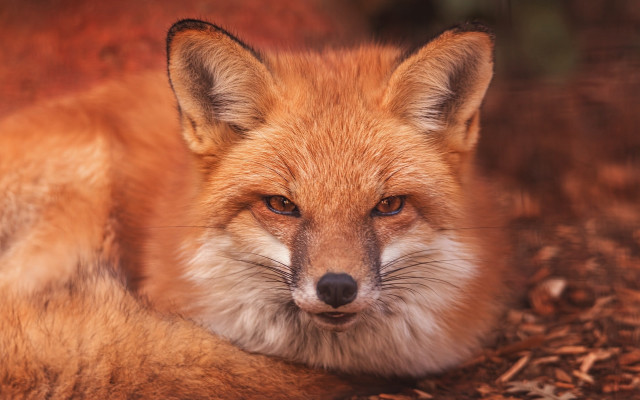 Fox closeup eyes open nose free wallpaper - medium preview image