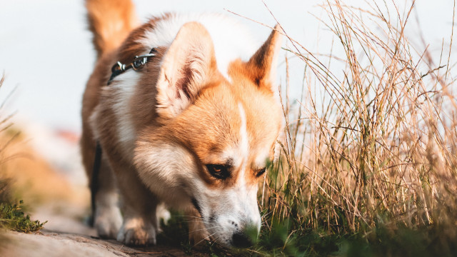 Dog grass searching blurry depthoffield free wallpaper - medium preview image
