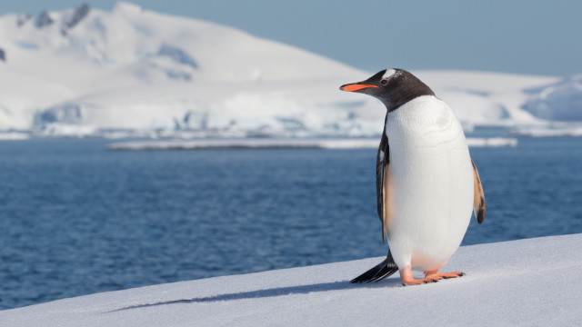 Penguin snowy hill icebergs ocean free wallpaper - medium preview image