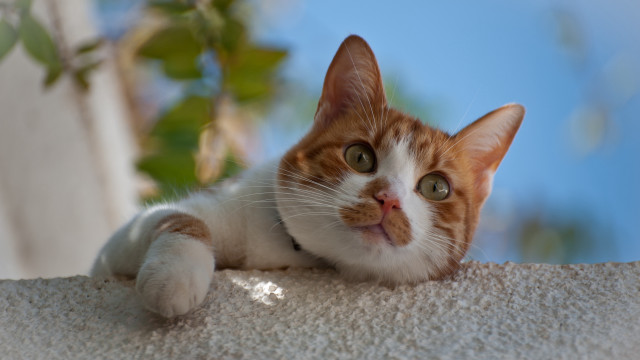 Cat white surface tree branch free wallpaper - medium preview image