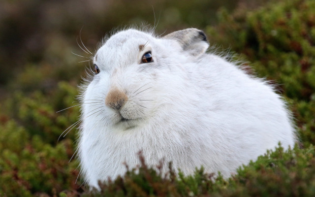 White rabbit curious grass nature free wallpaper - medium preview image