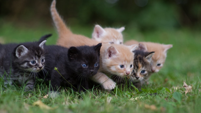 Kittens playing grass cats blue free wallpaper - medium preview image