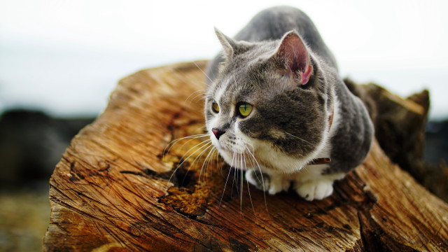 Cat stump macro animal focus free wallpaper - medium preview image