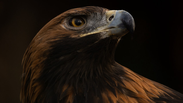 Bird prey closeup yellow center free wallpaper - medium preview image