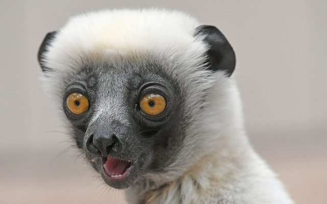 Monkey yellow eye white fur free wallpaper - medium preview image