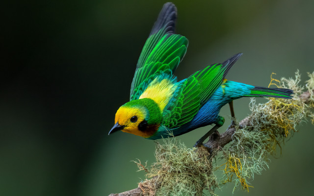 Colorful bird perched branch moss #4 free wallpaper - medium preview image