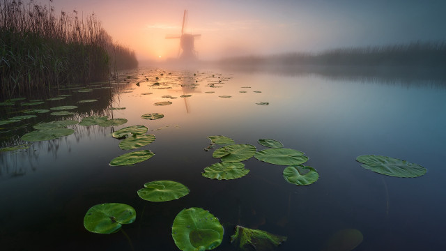 Windmill foggy lilypads impressionism misty free wallpaper - medium preview image