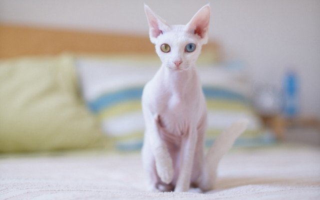 White cat bed blue eyes free wallpaper - medium preview image