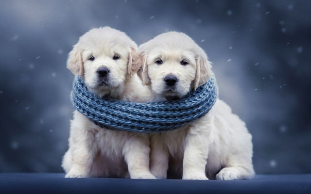 White dogs blue scarves snow free wallpaper - medium preview image