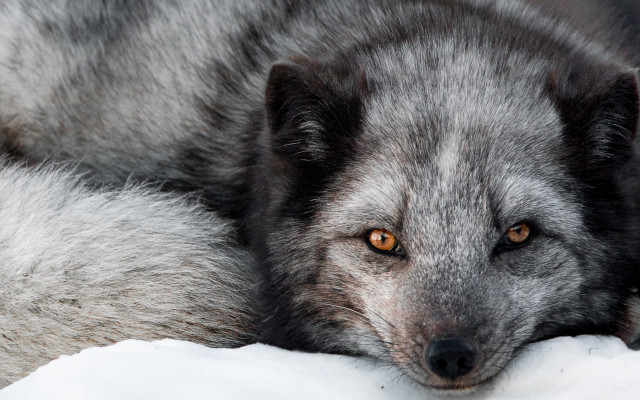 Gray wolf laying white blanket free wallpaper - medium preview image