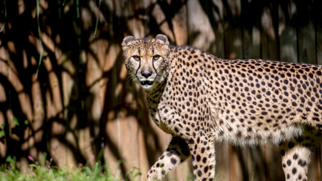 Cheetah grass fence tall tree free wallpaper - medium preview image