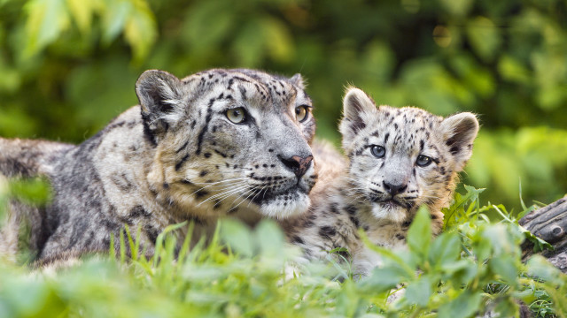 Snowleopards grass nature photorealistic bokeh free wallpaper - medium preview image