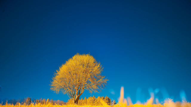 Lone tree field yellow grass free wallpaper - medium preview image