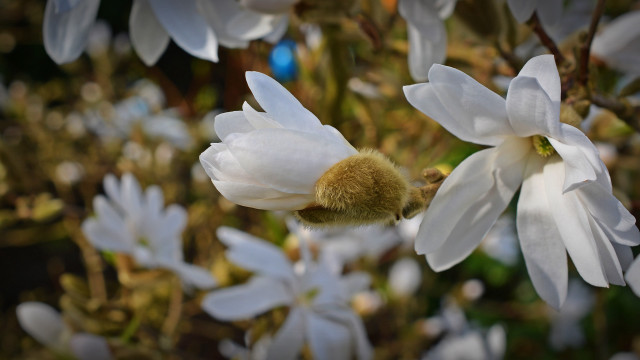 Bee white flower macro bokeh free wallpaper - medium preview image