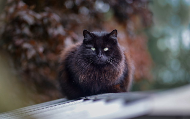 Black cat roof tree green free wallpaper - medium preview image