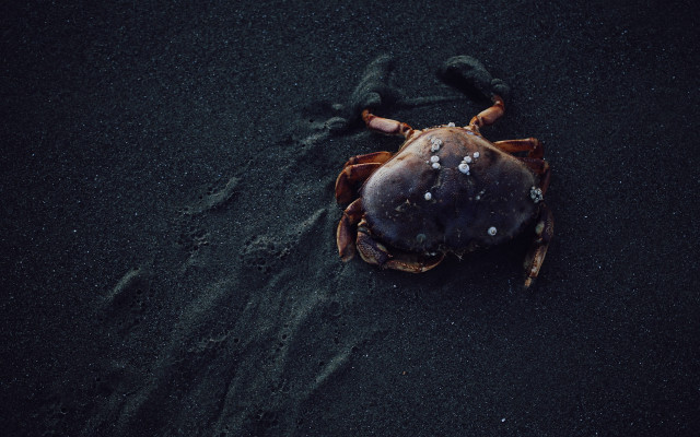 Crab sand head in sand free wallpaper - medium preview image