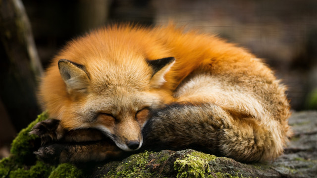 Red fox sleeping mossy rock free wallpaper - medium preview image