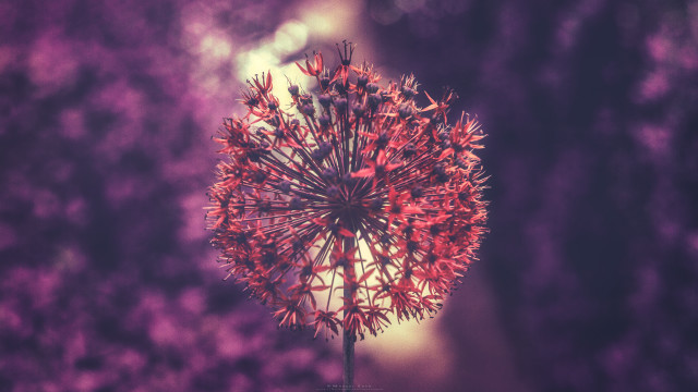 Flower closeup blurry background purple free wallpaper - medium preview image