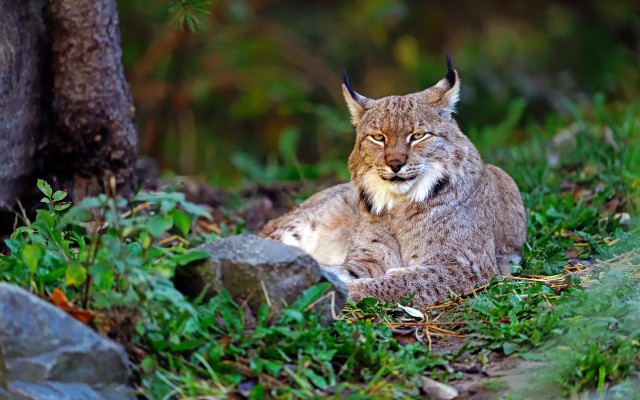 Lynx sitting in grass near free wallpaper - medium preview image