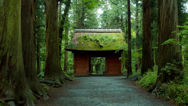 Forest path tiltshift kyoto shrine free wallpaper - medium preview image