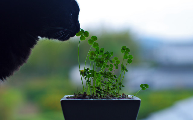 Cat sniffing plant macro ecological free wallpaper - medium preview image
