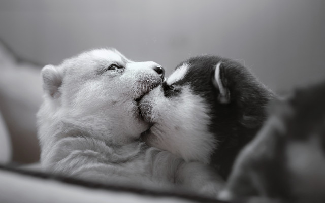 Dog kissing bed blackandwhite shiba free wallpaper - medium preview image