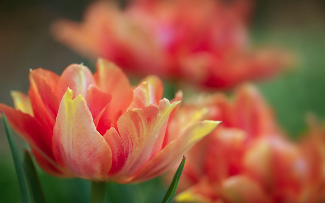 Orange flower bokeh shallow depth free wallpaper - medium preview image