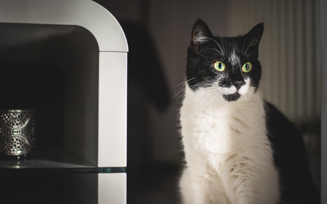 Black cat vanitas vase photocopy free wallpaper - medium preview image