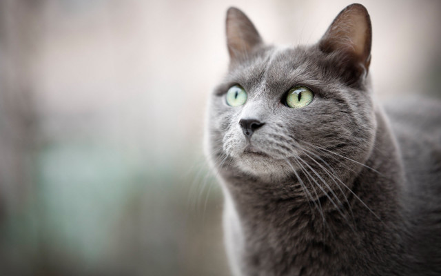 Gray cat green eyes blurry free wallpaper - medium preview image