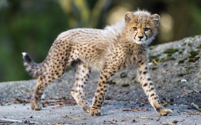 Cheetah cub rock wild blurry free wallpaper - medium preview image