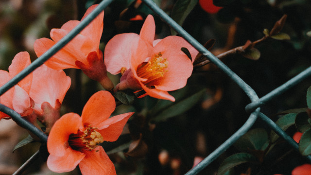 Fence flowers leaves orange blurry free wallpaper - medium preview image