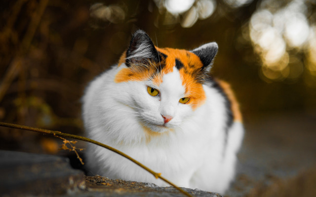 Orange cat sitting rock sunny free wallpaper - medium preview image