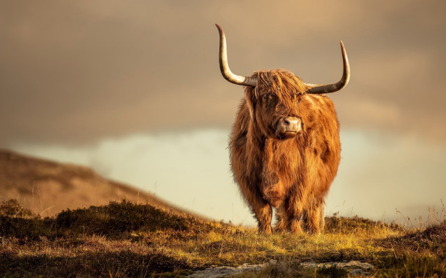 Large brown animal hill grass free wallpaper - medium preview image