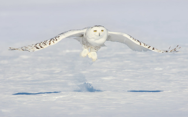Snowy owl flying wings spread free wallpaper - medium preview image