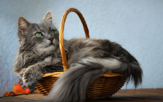 Cat basket long tail table free wallpaper - medium preview image