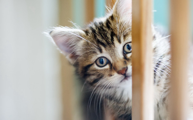 Kitten fence blue eyes white free wallpaper - medium preview image