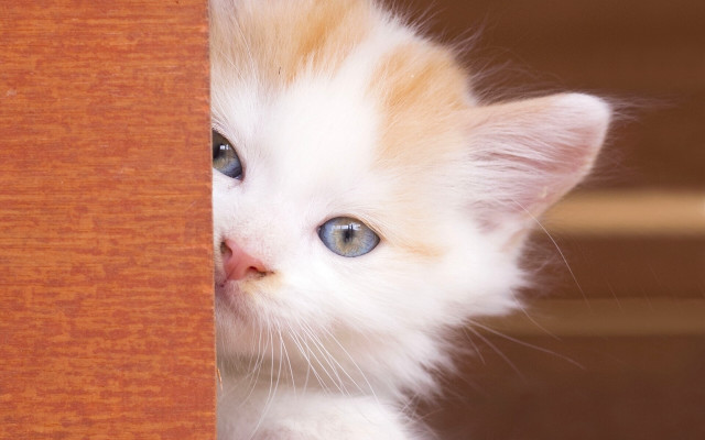 White kitten peeking wooden door free wallpaper - medium preview image