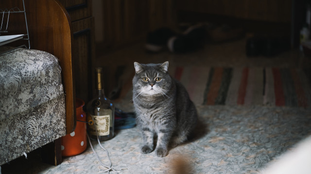 Harlem renaissance cat wine still free wallpaper - medium preview image
