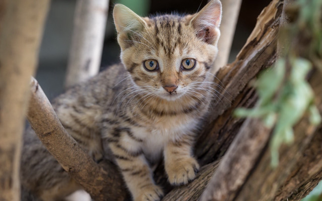 Kitten tree branch enclosure photorealistic free wallpaper - medium preview image